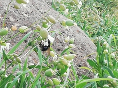 Bombus terrestris canariensis