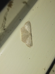 Scopula optivata