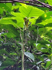 Witheringia solanacea