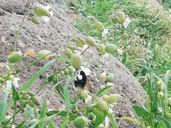 Bombus terrestris canariensis