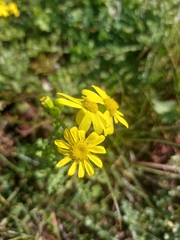 Senecio vernalis