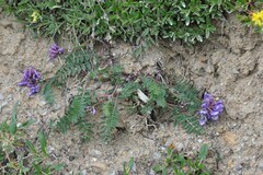 Oxytropis montana