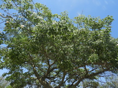 Ceiba speciosa