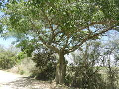 Ceiba speciosa
