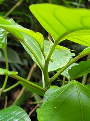 Witheringia solanacea