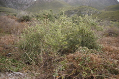 Gymnosporia buxifolia