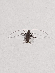 Stromatium longicorne