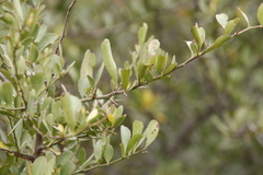 Gymnosporia buxifolia