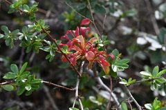 Puccinia magellanica
