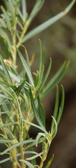 Gomphocarpus