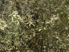 Solanum granulosoleprosum