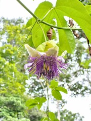 Passiflora serratodigitata