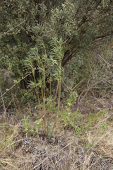 Gomphocarpus
