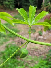 Passiflora serratodigitata