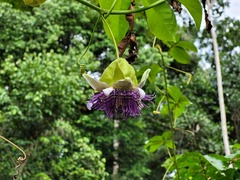 Passiflora serratodigitata