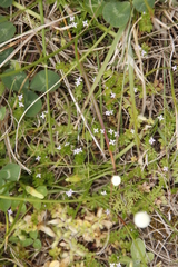Sherardia arvensis