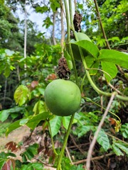 Passiflora serratodigitata