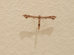 Platyptilia carduidactylus