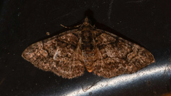 Eucymatoge peplodes