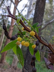 Acacia complanata