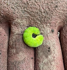 Phlogophora meticulosa