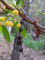 Acacia complanata