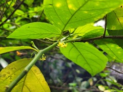 Witheringia solanacea