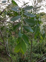 Acacia complanata