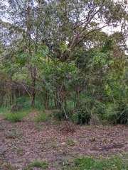 Acacia complanata