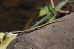 Concinnia tenuis