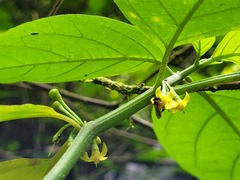 Witheringia solanacea