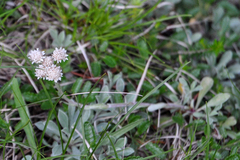 Antennaria