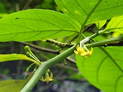 Witheringia solanacea