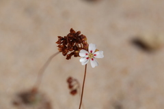 Drosera eneabba