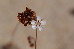 Drosera eneabba