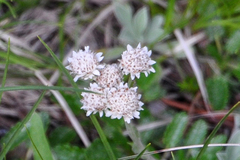 Antennaria