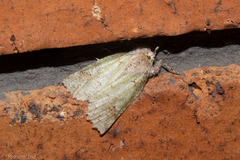 Declana floccosa
