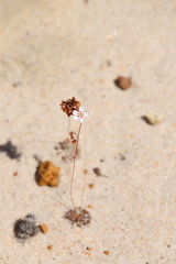 Drosera eneabba