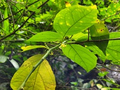 Witheringia solanacea