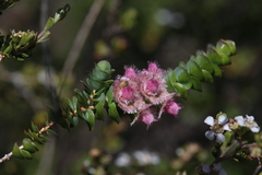 Verticordia argentea