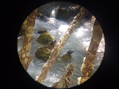 Merganetta armata armata