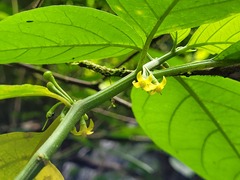 Witheringia solanacea