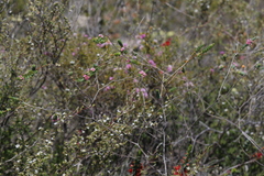 Verticordia argentea