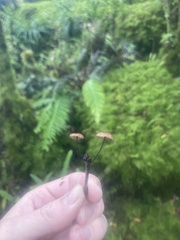 Androsacei