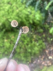 Androsacei