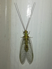 Italochrysa insignis