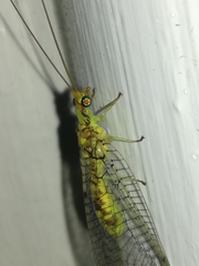 Italochrysa insignis