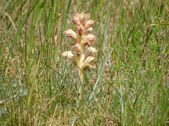 Orobanche caryophyllacea