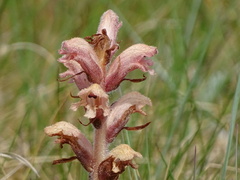 Orobanche caryophyllacea