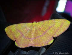 Eumelea rosalia